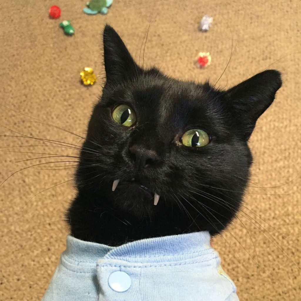 Meet monk the adorable black vampire kitten
