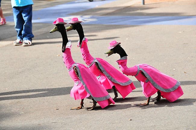 duck-annual-fashion-parade01