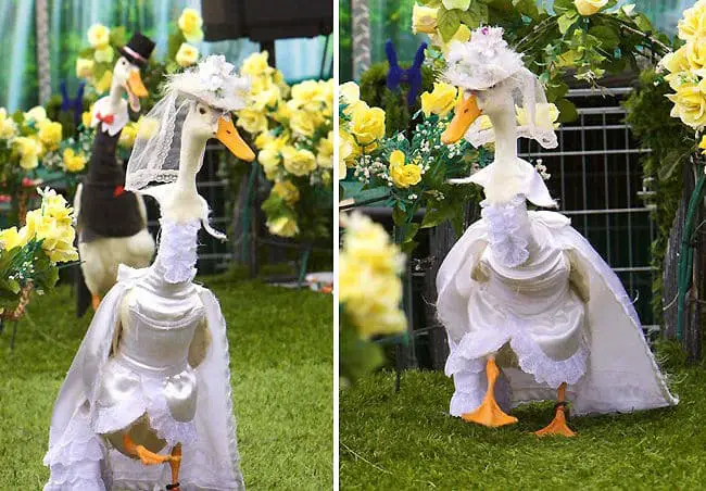 duck-annual-fashion-parade03