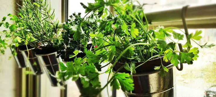 indoor-herb-garden02