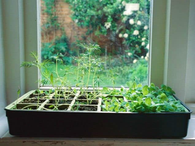indoor-herb-garden04