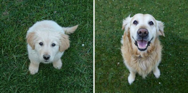 dogs-before-after-then-now04