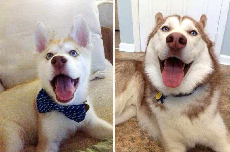 dogs-before-after-then-now06