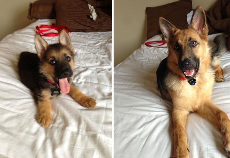 dogs-before-after-then-now10