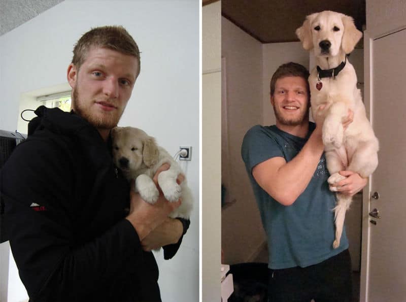 dogs-before-after-then-now16