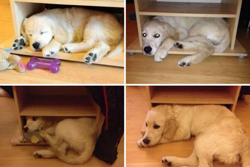 dogs-before-after-then-now17