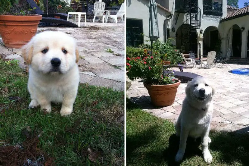 dogs-before-after-then-now19