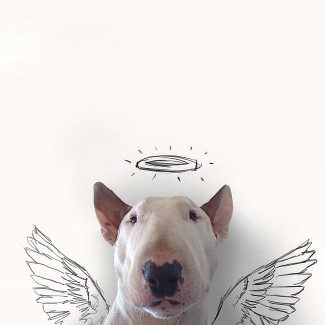 playful-illustrations-with-bull-terrier01