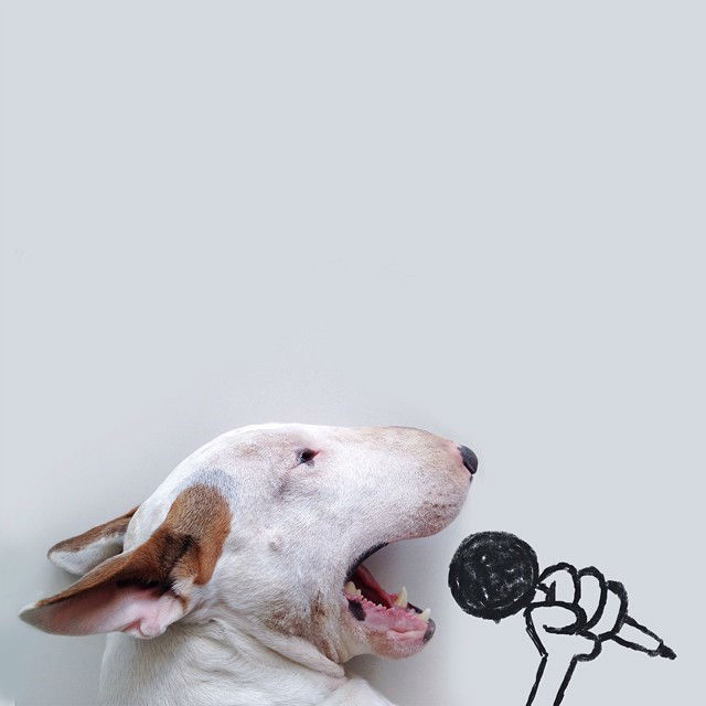 playful-illustrations-with-bull-terrier02