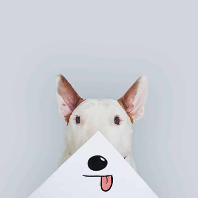 playful-illustrations-with-bull-terrier05