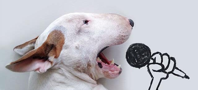 playful-illustrations-with-bull-terrier11