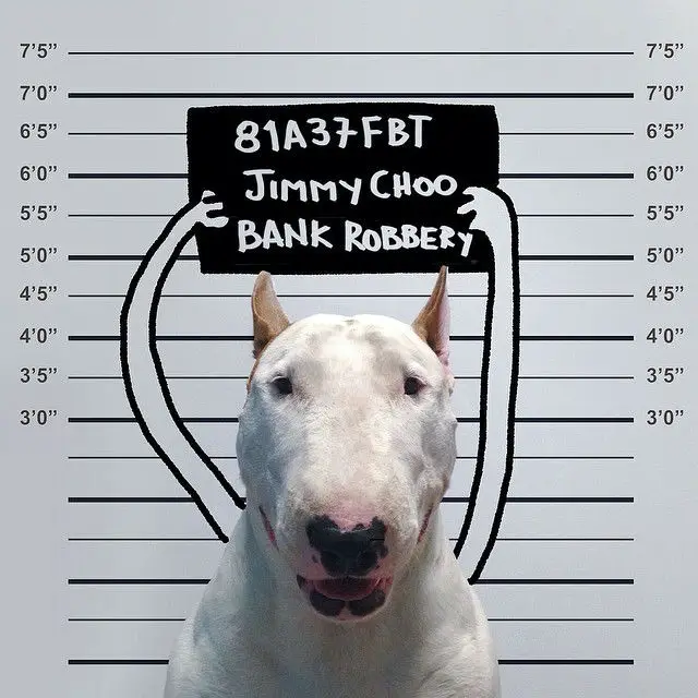 playful-illustrations-with-bull-terrier12