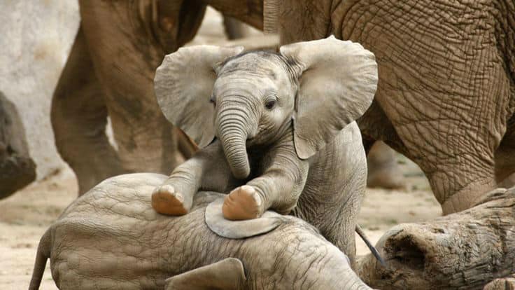 baby-elephants01