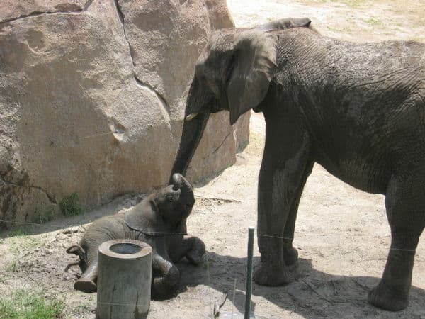baby-elephants05