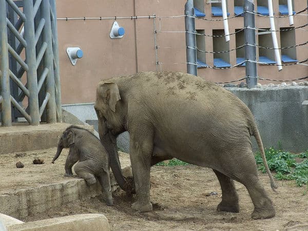 baby-elephants06