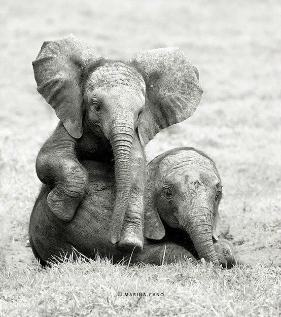 baby-elephants10