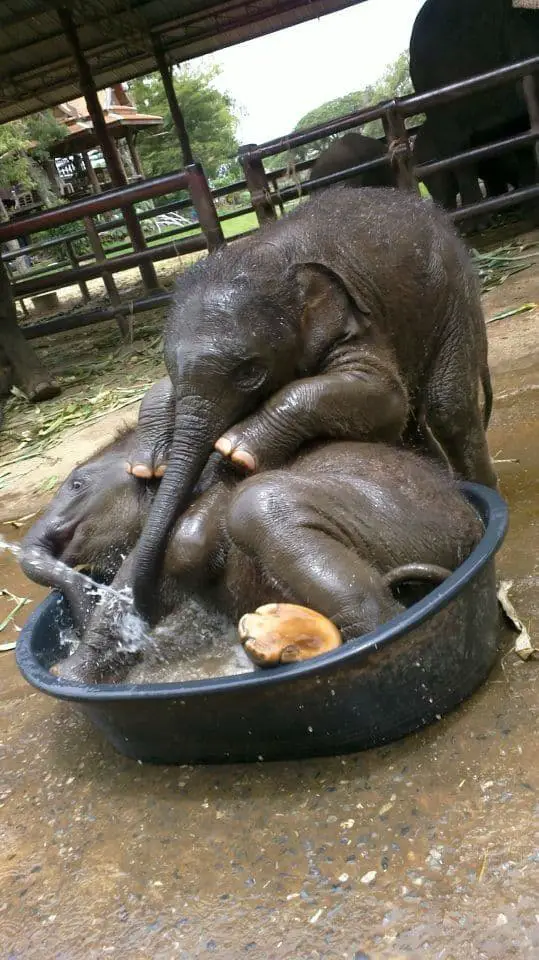 baby-elephants11