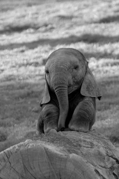 baby-elephants13