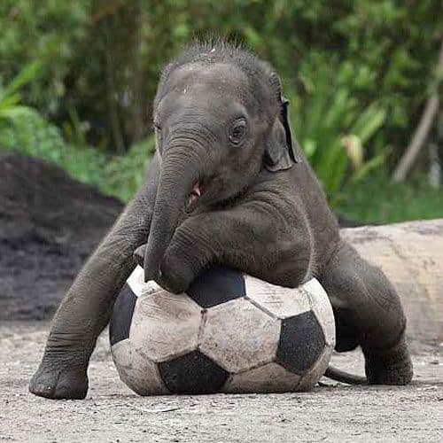 baby-elephants14