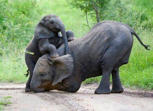 baby-elephants17