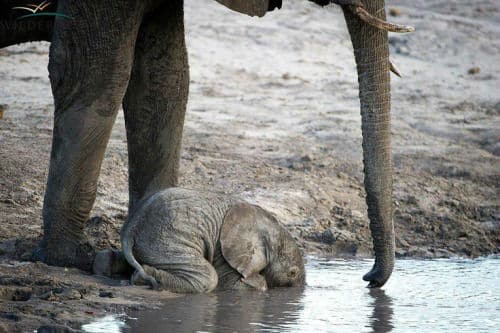baby-elephants18
