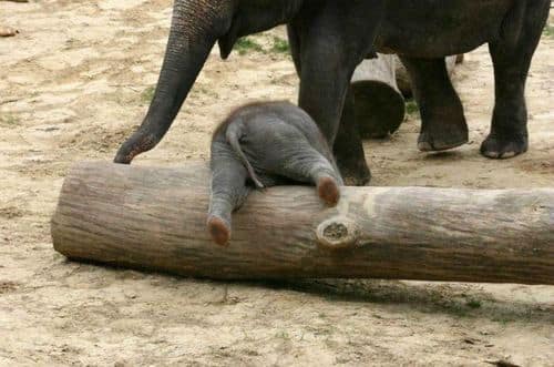 baby-elephants19