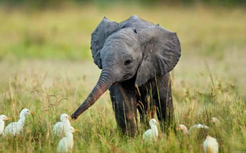 baby-elephants21