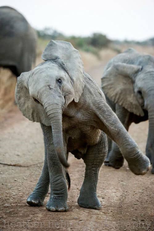 baby-elephants22