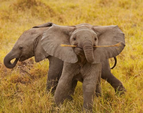 baby-elephants24
