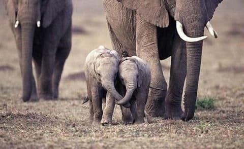 baby-elephants25