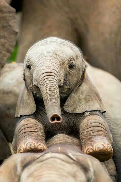 baby-elephants26
