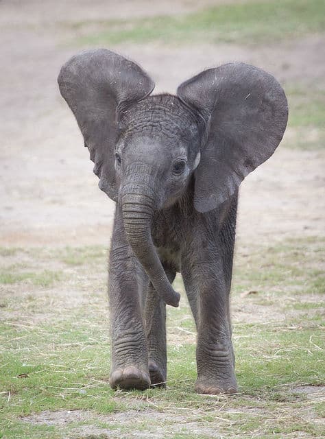 baby-elephants27