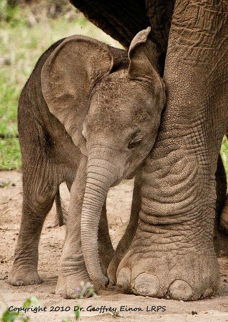 baby-elephants28
