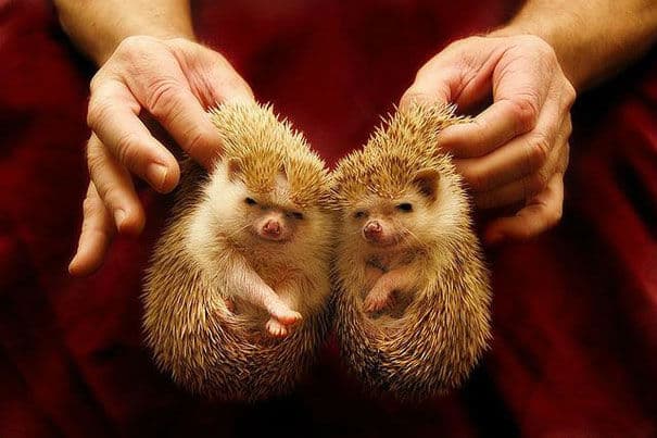 cute-animal-twins15