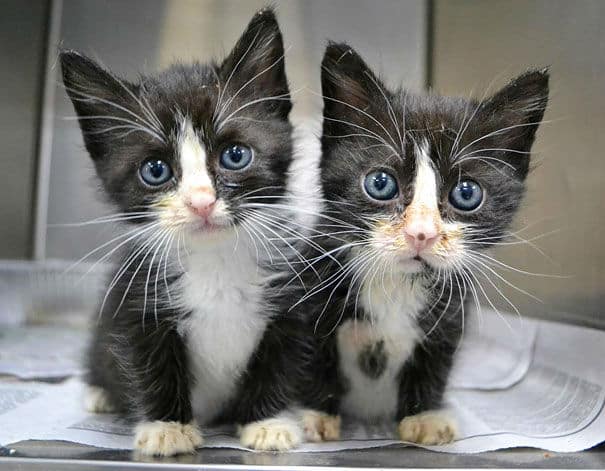 cute-animal-twins24