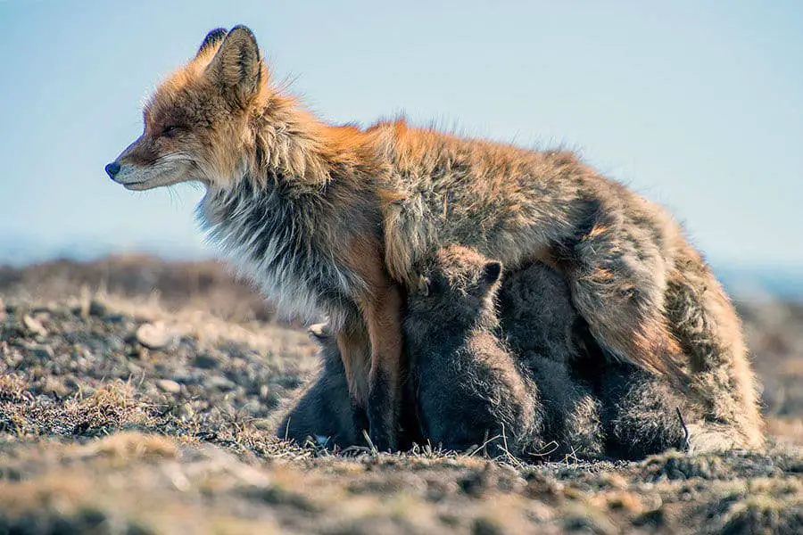 wild-foxes-ivan-kislov01