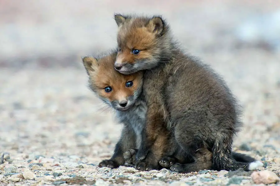 wild-foxes-ivan-kislov02