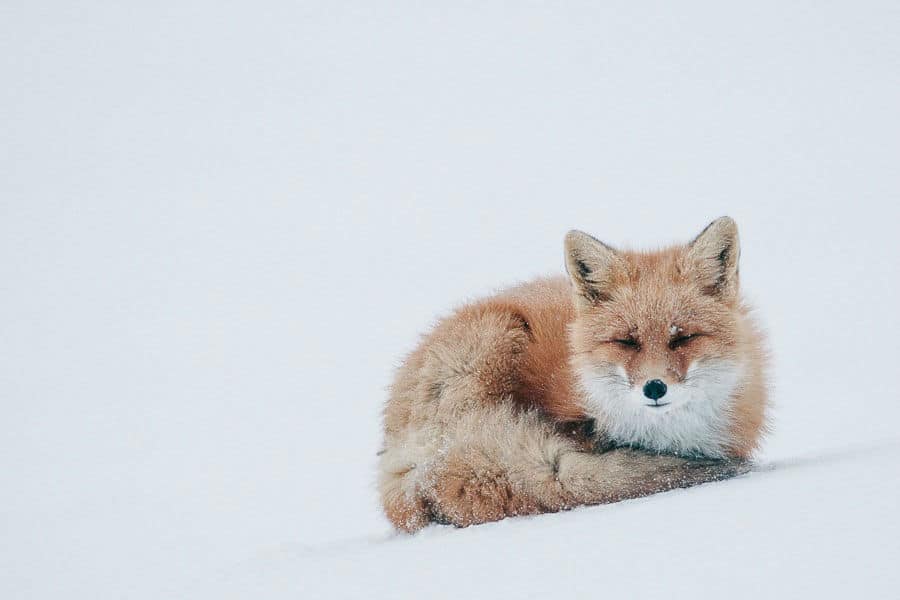 wild-foxes-ivan-kislov03