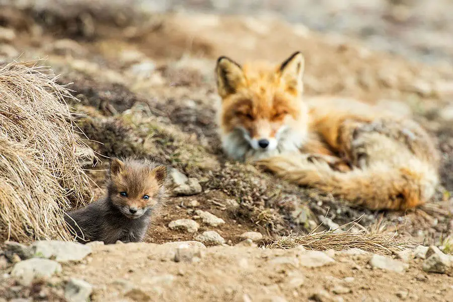 wild-foxes-ivan-kislov04
