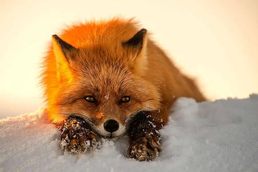 wild-foxes-ivan-kislov05