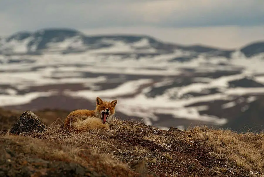 wild-foxes-ivan-kislov06