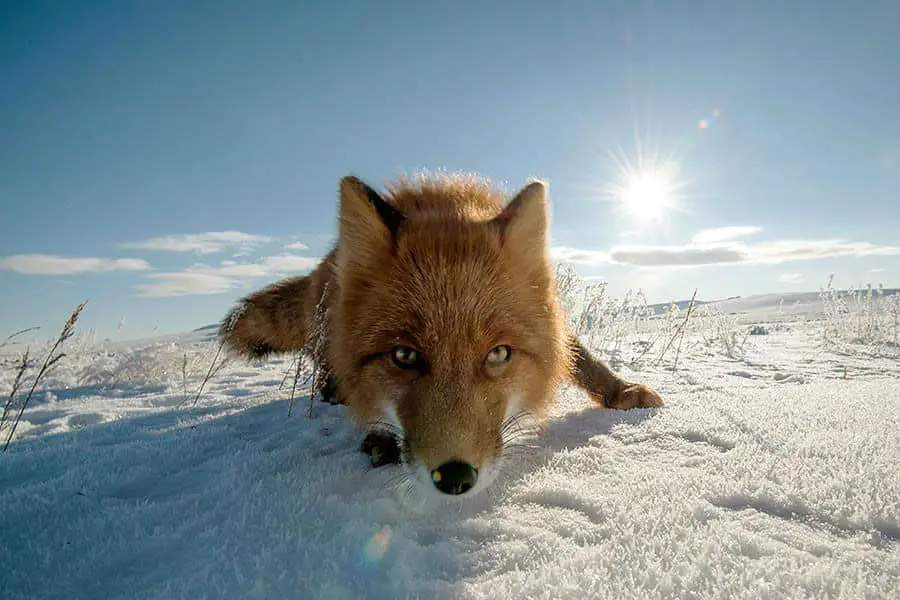 wild-foxes-ivan-kislov07