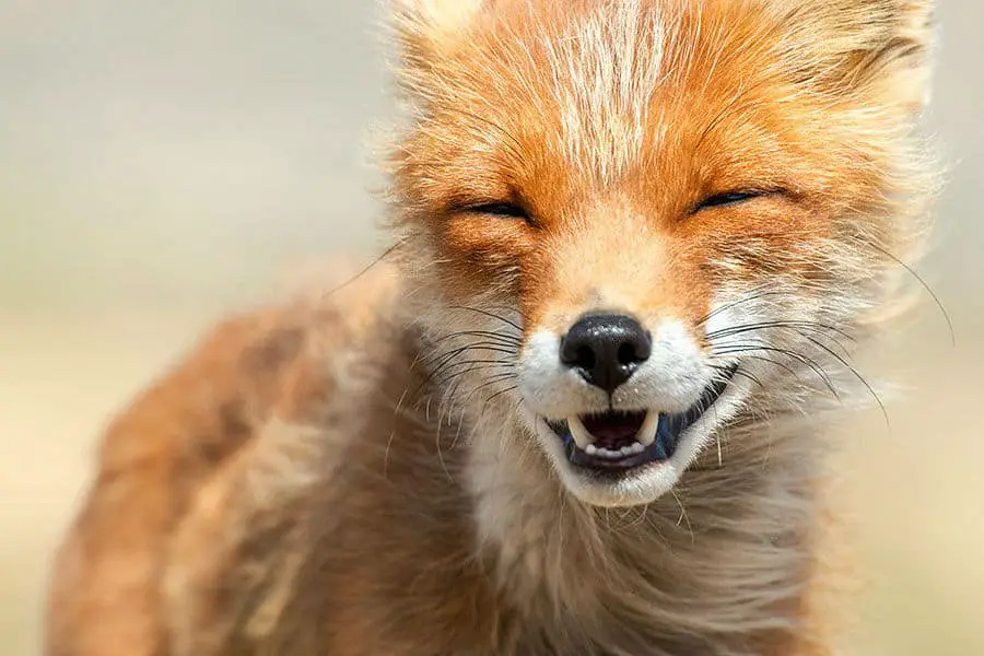 wild-foxes-ivan-kislov09