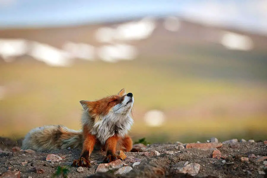 wild-foxes-ivan-kislov10