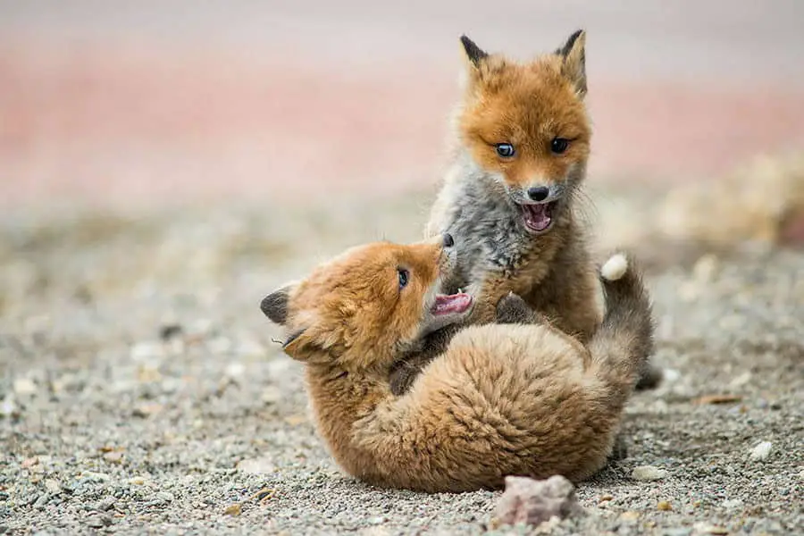 wild-foxes-ivan-kislov11