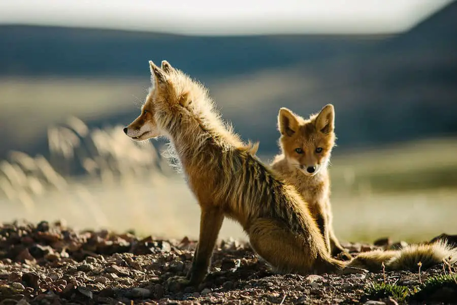 wild-foxes-ivan-kislov12