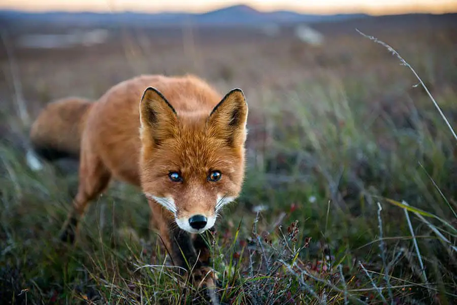 wild-foxes-ivan-kislov13