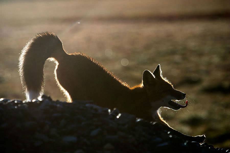 wild-foxes-ivan-kislov14