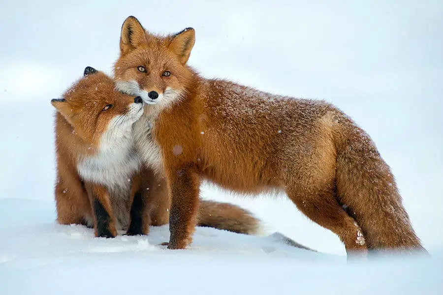 wild-foxes-ivan-kislov15