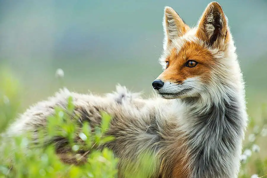 wild-foxes-ivan-kislov16